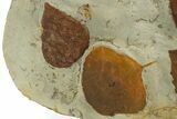 Wide Plate with Five Fossil Leaves (Two Species) - Montana #327218-3